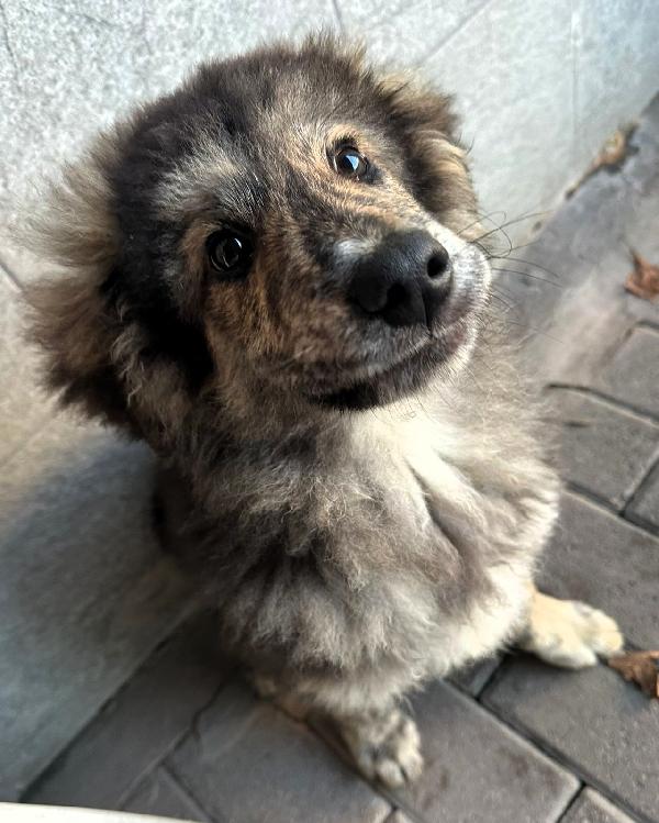 Paul Newman Cucciolo